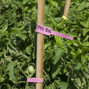 summer gardening tips